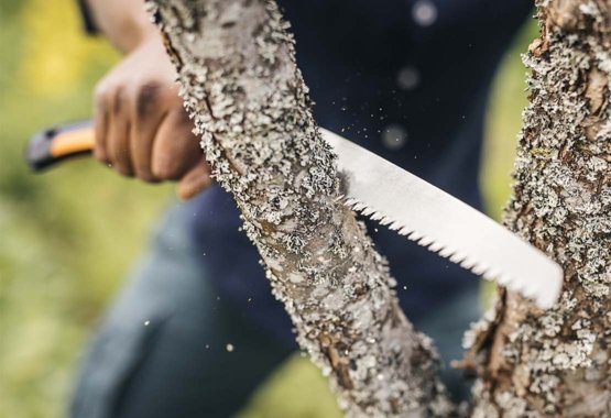 Three pruning tips for first-timers: