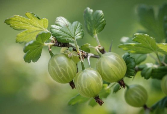 How to prune gooseberry?