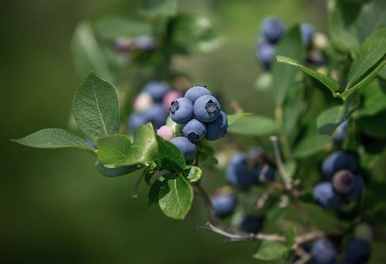 How to prune highbush blueberry?