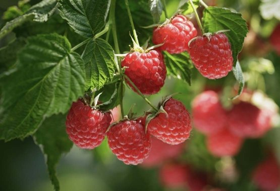 How to prune raspberry?
