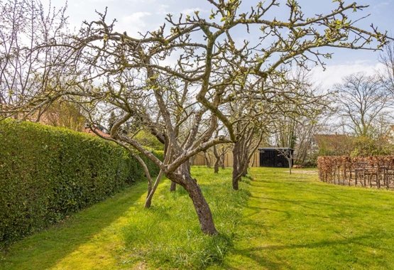 What to remove from the apple tree in the spring: