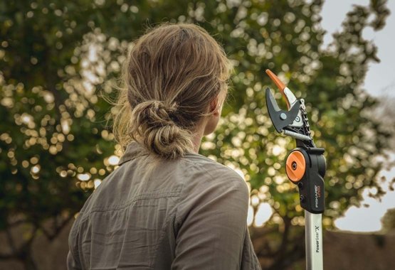 Pruning trees