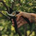 Solid™ Bypass Pruner (P321)